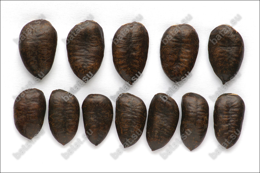 Семена азимины вымыты от субстрата и готовы к проращиванию.