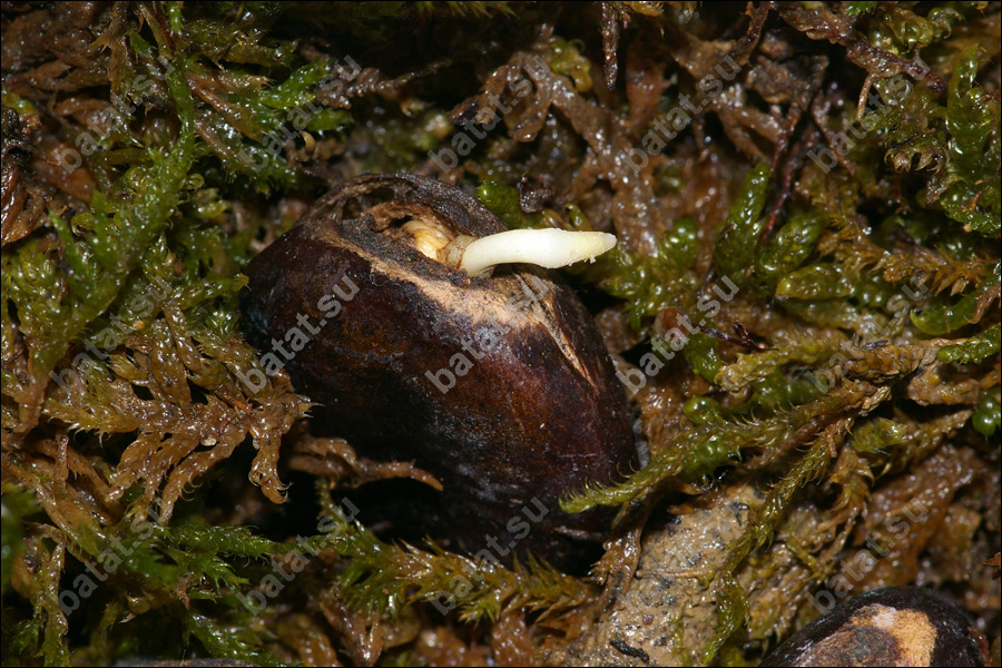 Семя азимины проросло и готово к посеву.