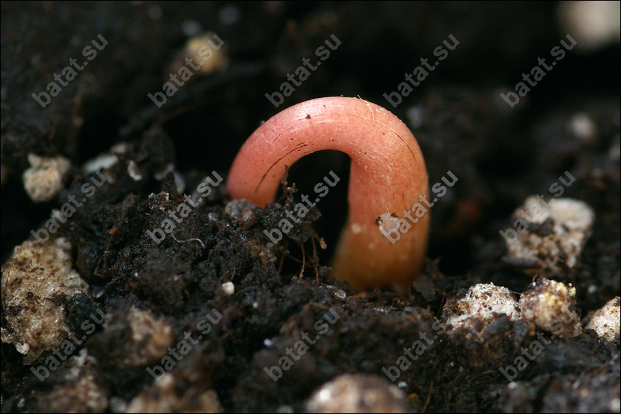 Прошло около месяца от посева и из почвы показался росток азимины.