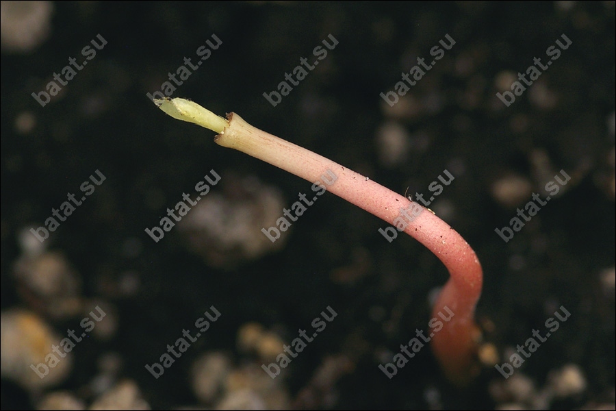 Росток азимины вытащил верхушку из почвы.