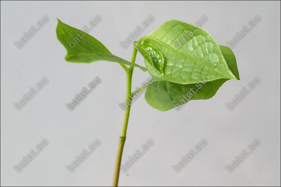 Сеянцу азимины 3 недели.