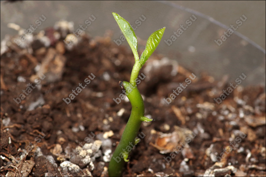 Росток азимины.