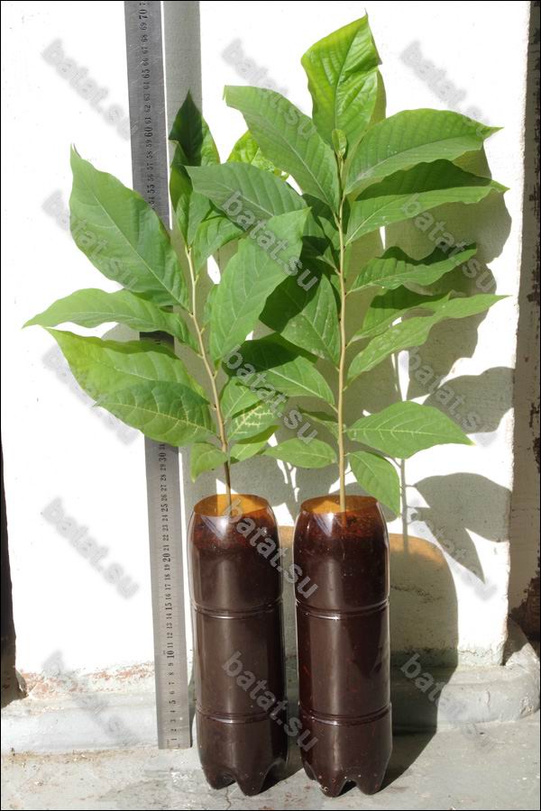 Сеянцам азимины 5 месяцев.