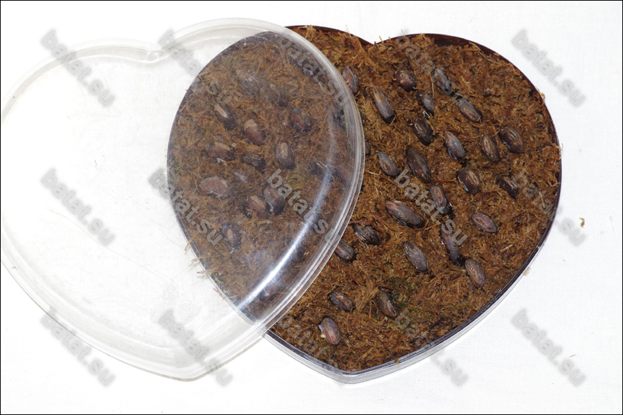 Проращивание семян азимины в сфагнуме.



