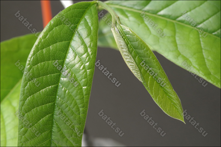 Азимина VE-21