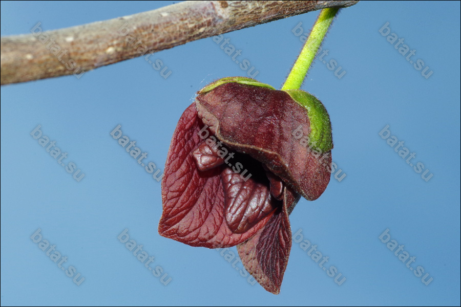 Азимина Maria’s Joy