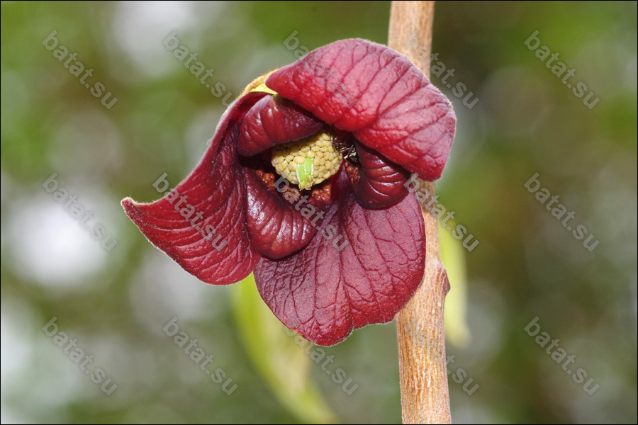 Азимина Lehman's Delight