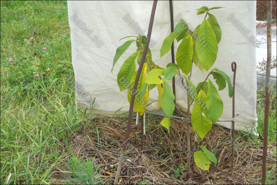 Азимина Al Horn