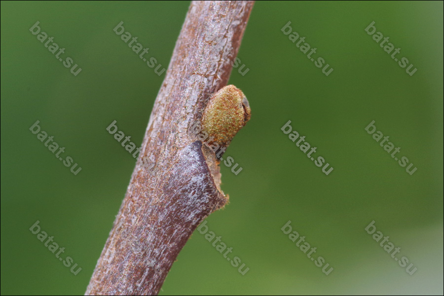 Азимина Kentucky Champion