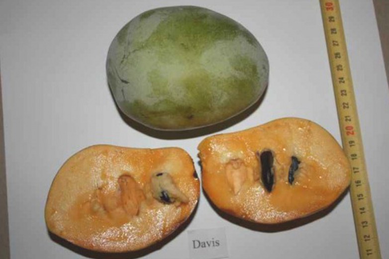 Азимина Davis