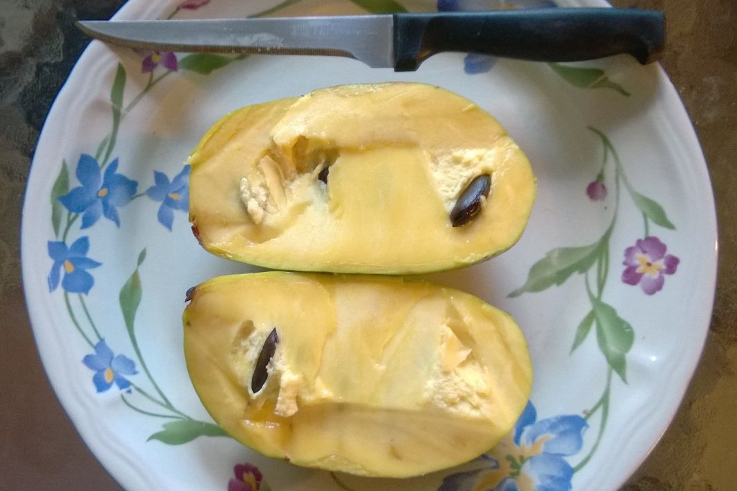 Азимина Kentucky Champion