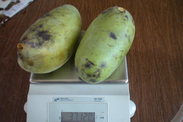 Азимина Lehman's Delight