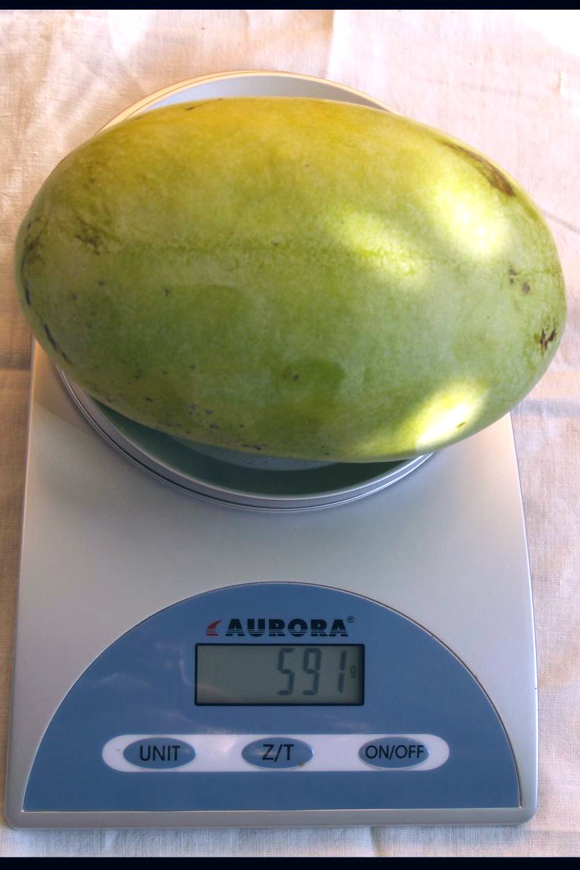 Азимина Максимовская-1