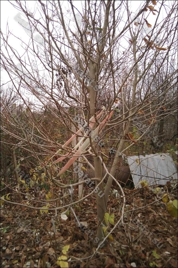 Азимина Максимовская-1