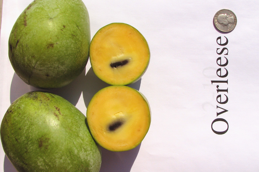 Азимина Overleese