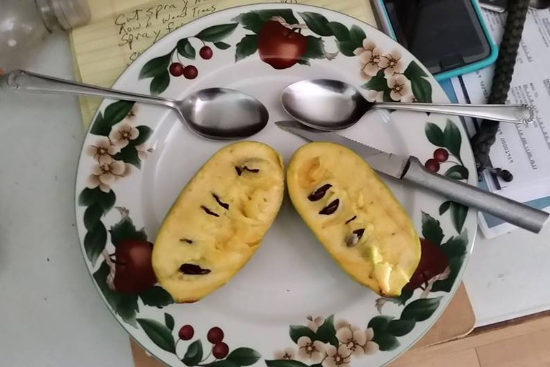 Азимина Summer Delight