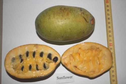 Азимина Sunflower