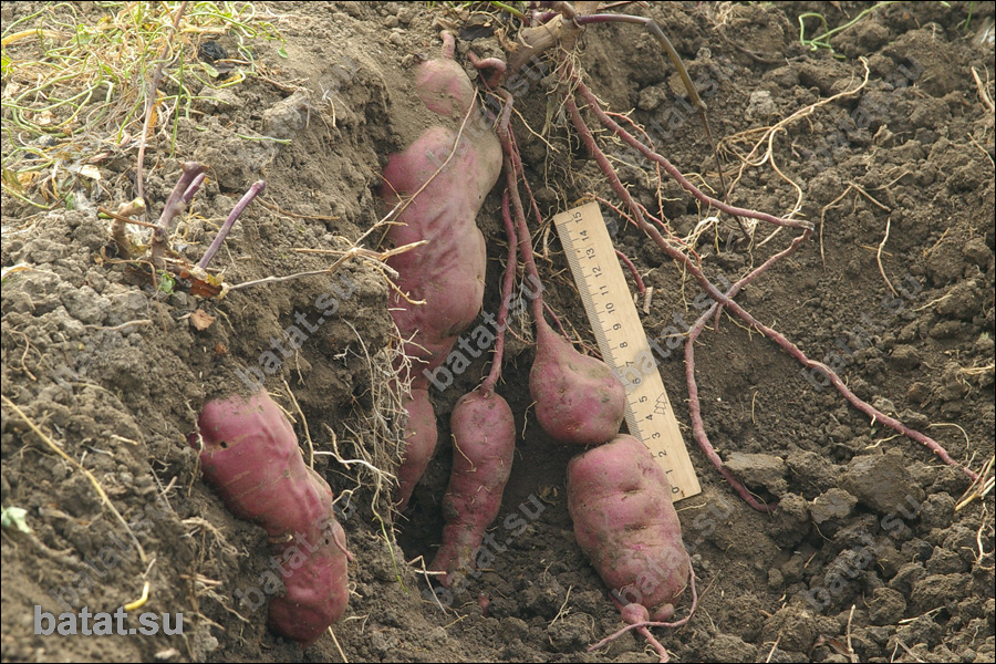 Батат