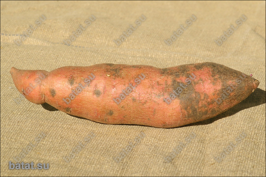 Батат