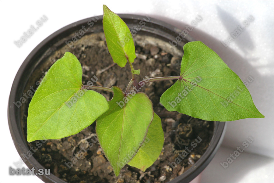 Саженец батата