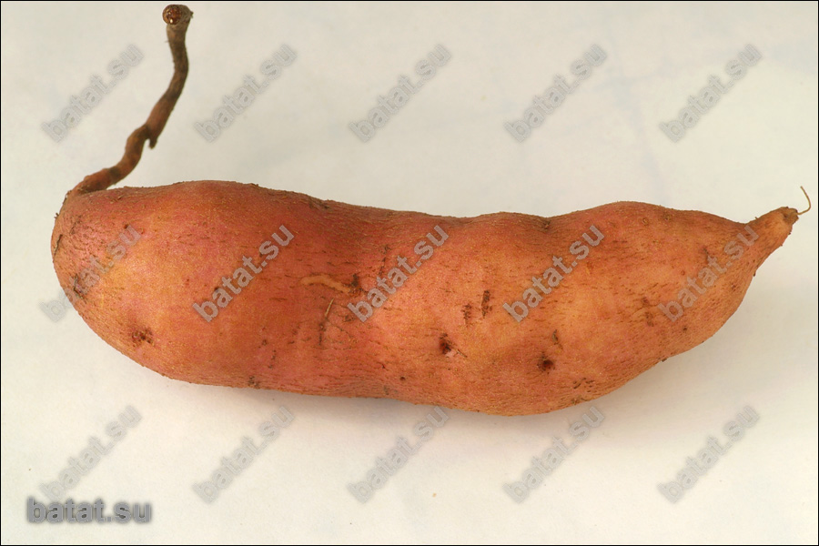Клубень батата