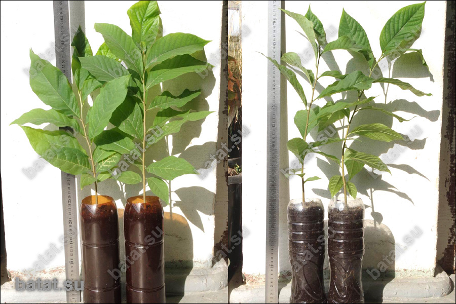 Саженцы азимина