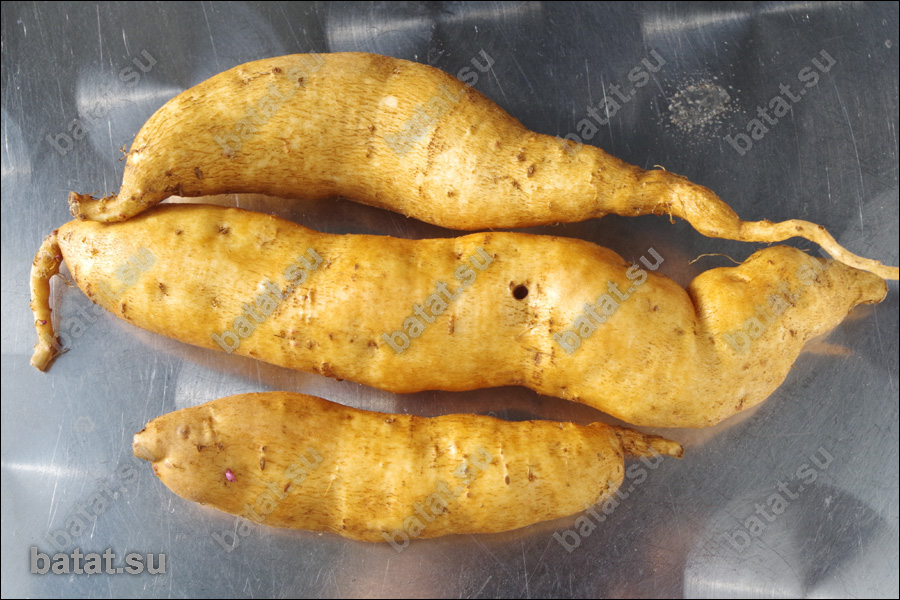 Батат