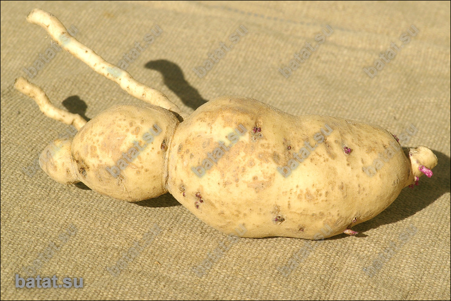 Батат