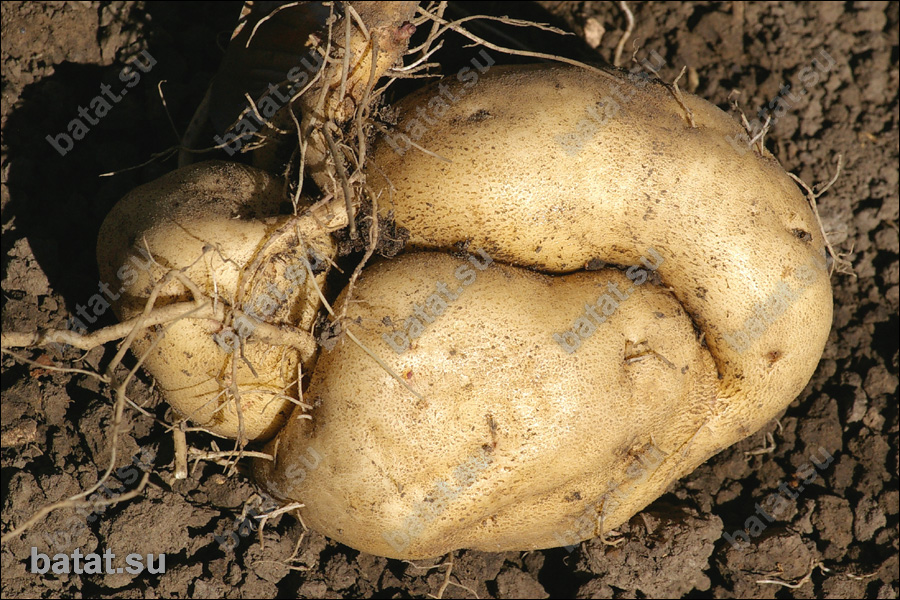 Батат