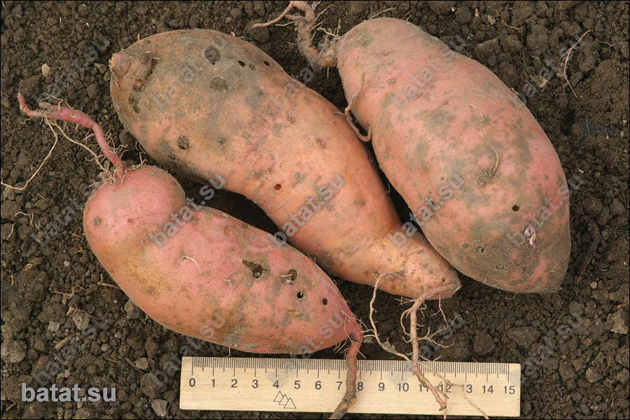 Батат