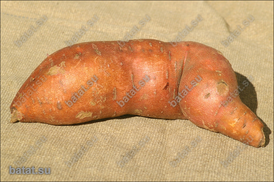 Батат