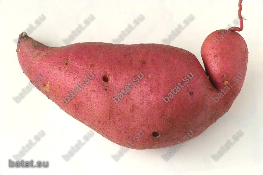 Батат