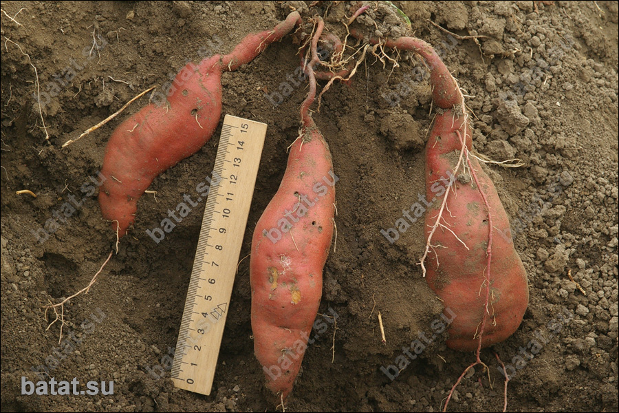 Батат