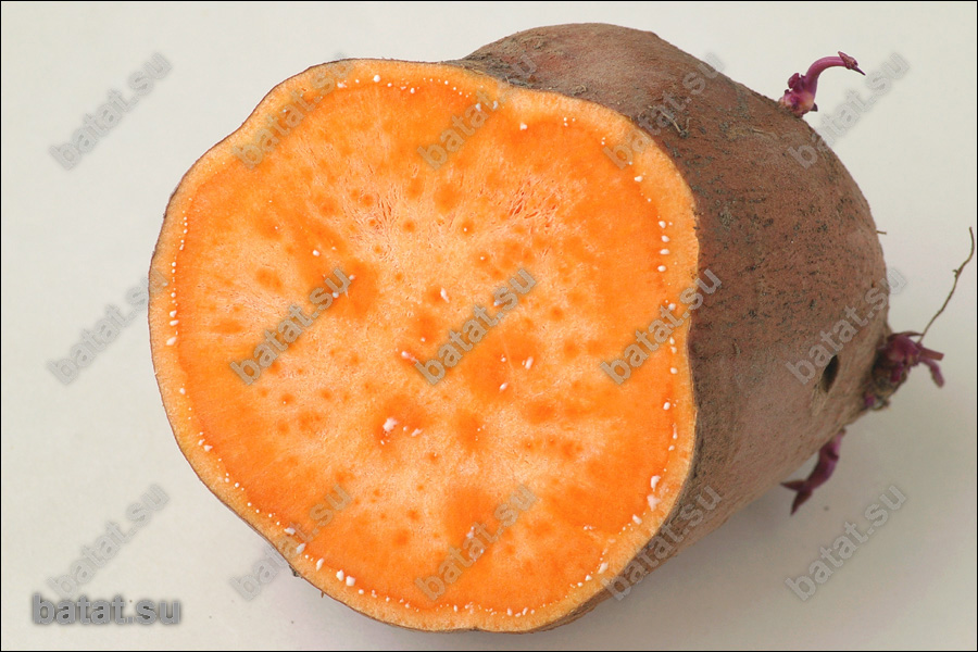 Батат