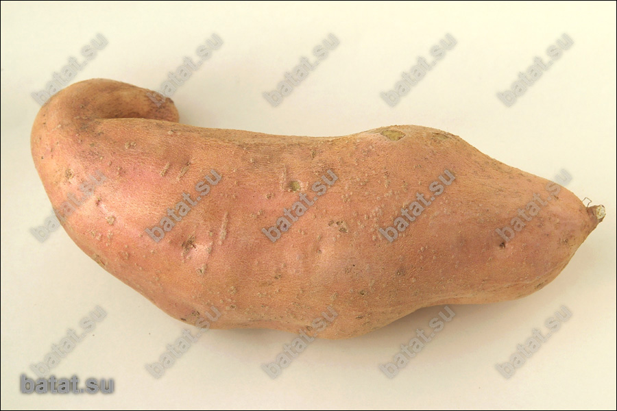 Батат