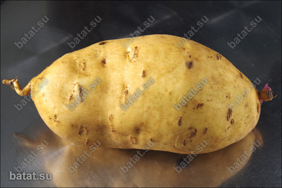 Батат