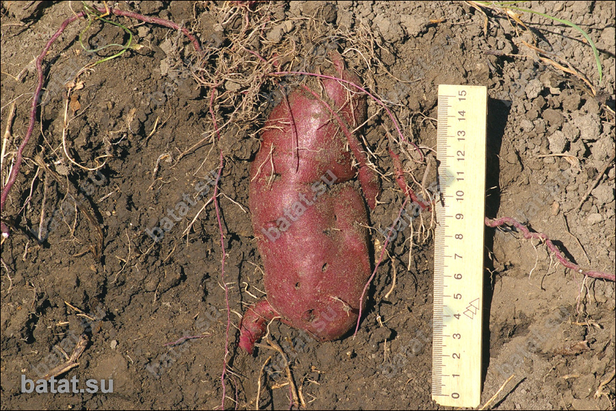 Батат