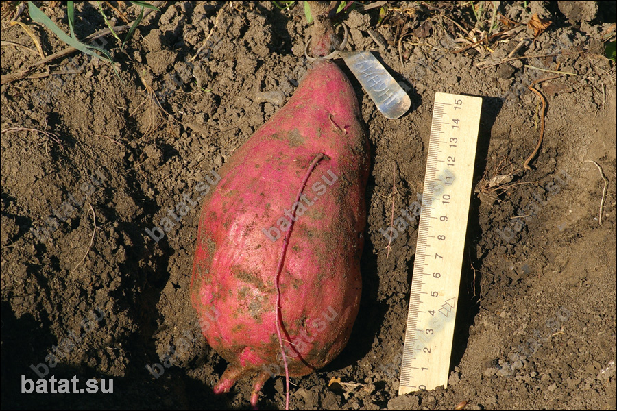 Батат
