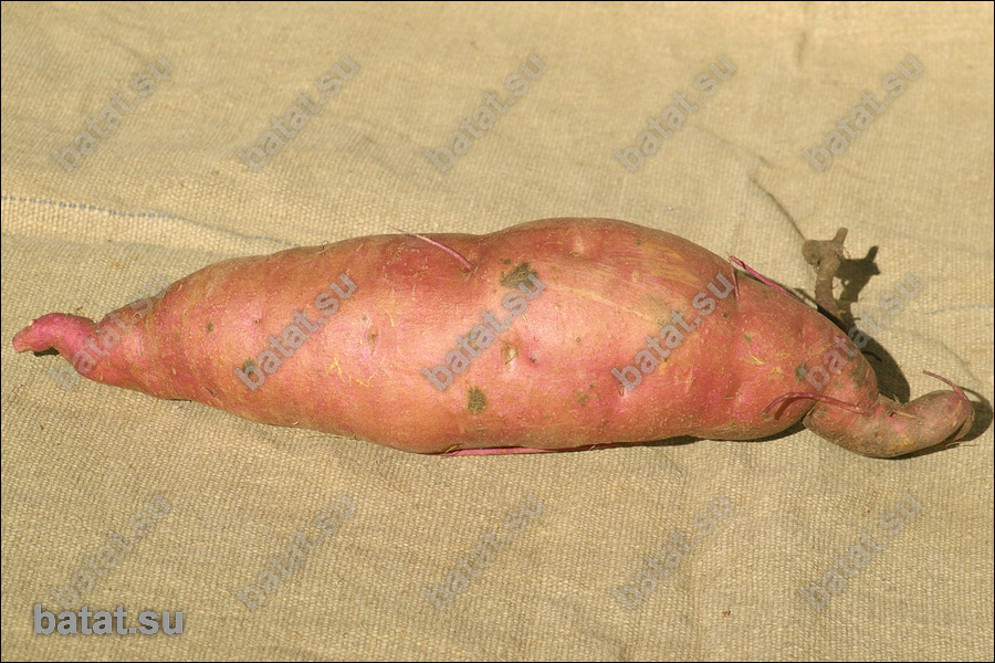 Батат