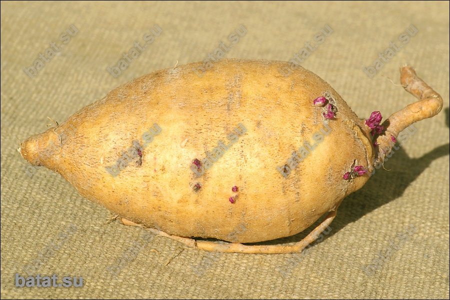 Батат