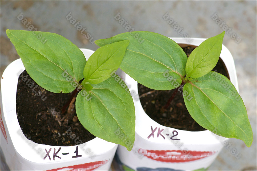 Сеянцы кавказской хурмы.