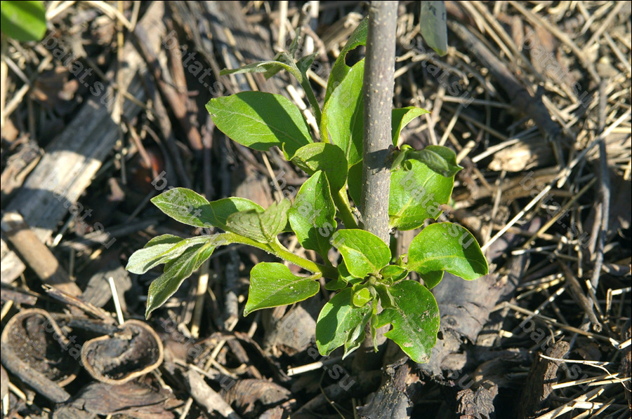 После вымерзания саженец хурмы отбивает побеги от корня.