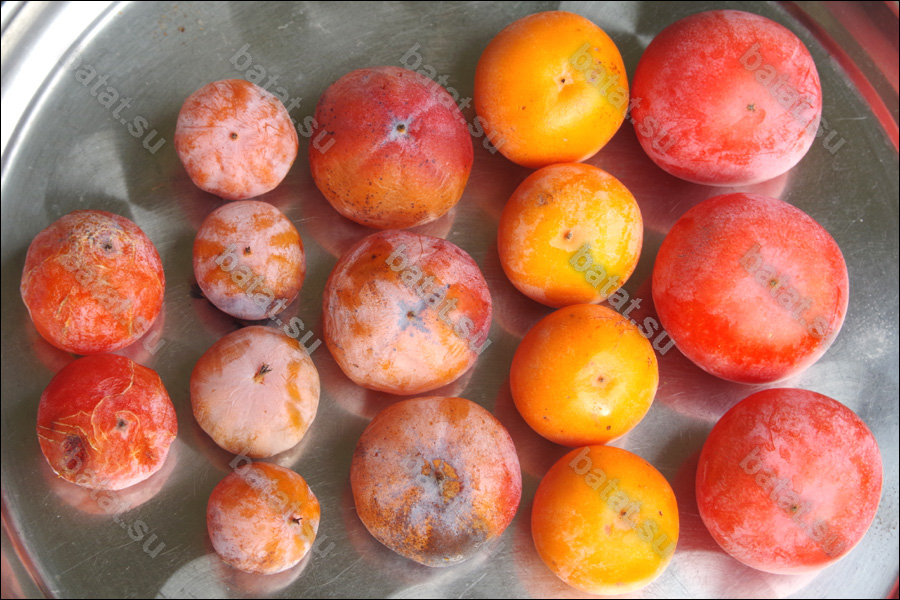 Плоды хурмы разных сортов.