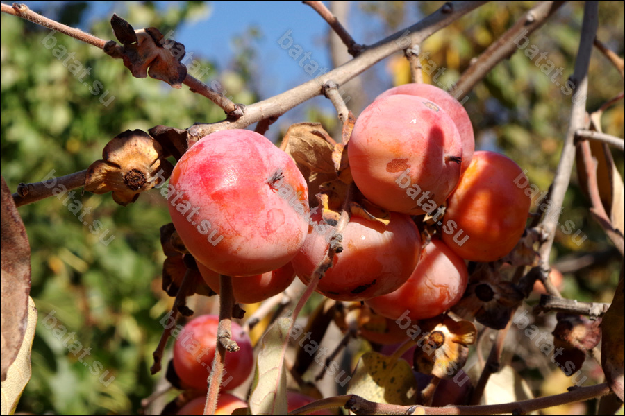Ветвь с плодами виргинской хурмы Мидер.