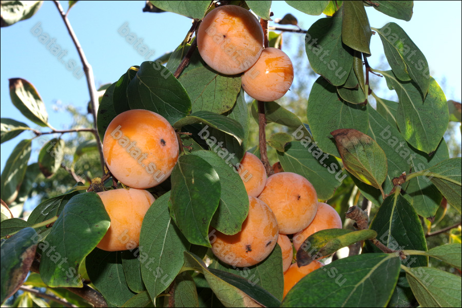 Созревающие плоды хурмы Божий Дар.