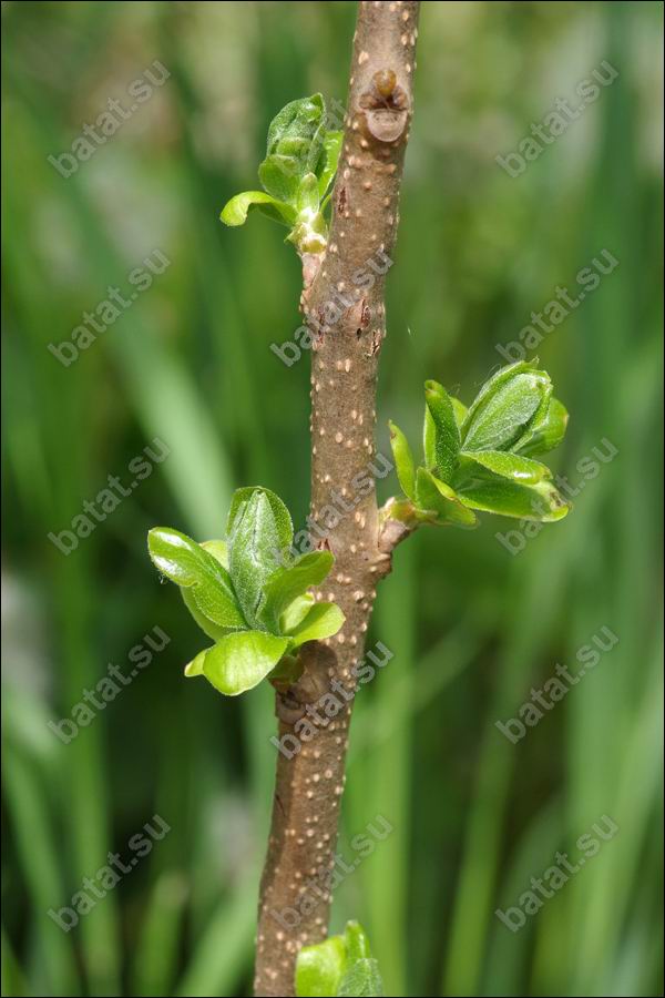 У хурмы начался рост побегов - можно прививать.