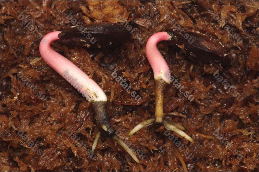 Для получения мочковатой корневой системы у прорастающих семян прищипывают кончик корня.