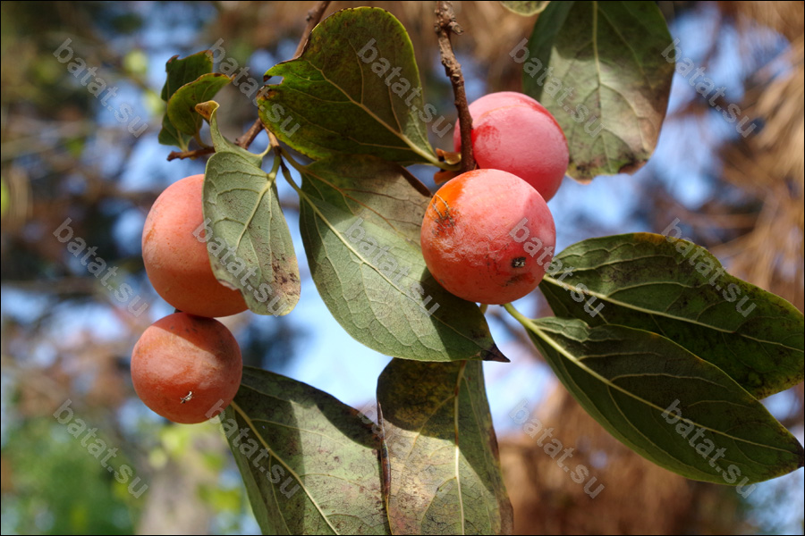 Плоды хурмы Божий Дар.