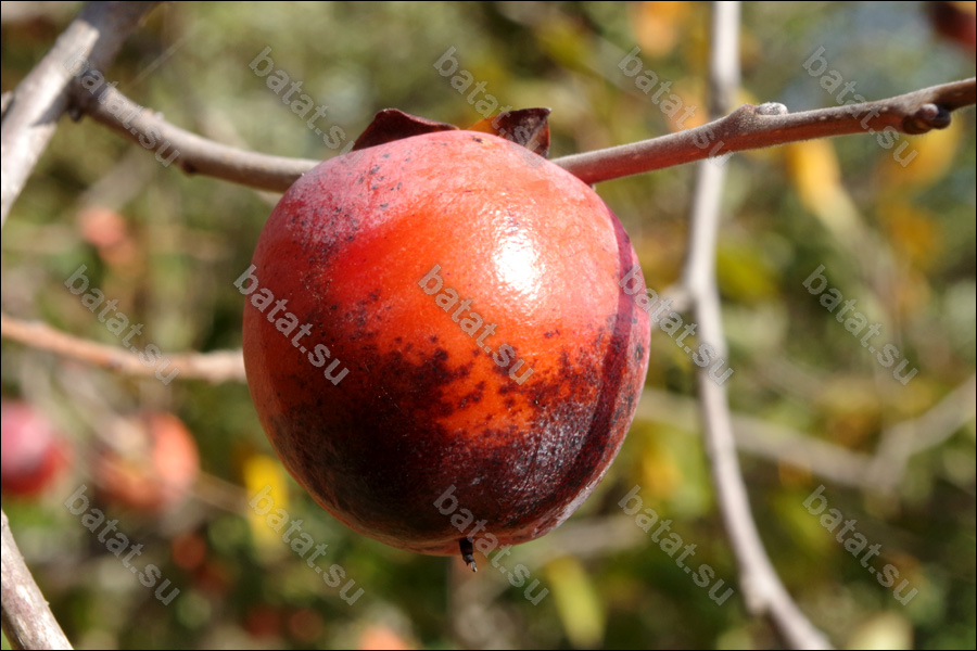 Плод хурмы Чучупака