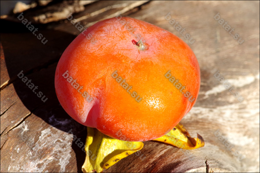 Плод хурмы Дар Софиевки.